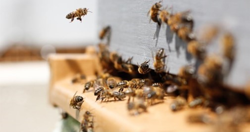 Традиційне ремесло бджільництва Луганщини поповнило Національний перелік елементів нематеріальної культурної спадщини